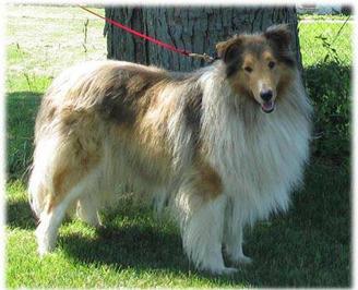 Adult Collies At Goldleaf Collies